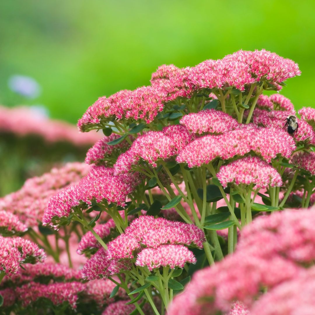 Rozchodnik 'Herbstfreude' Sedum hybrida