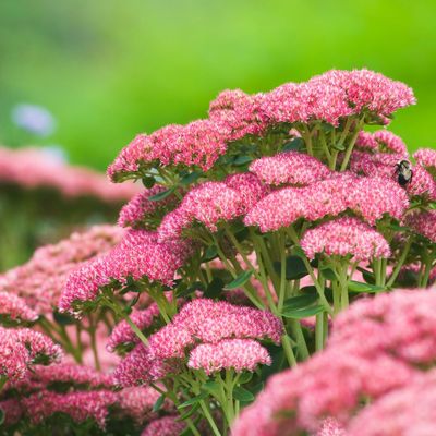 Rozchodnik 'Herbstfreude' Sedum hybrida