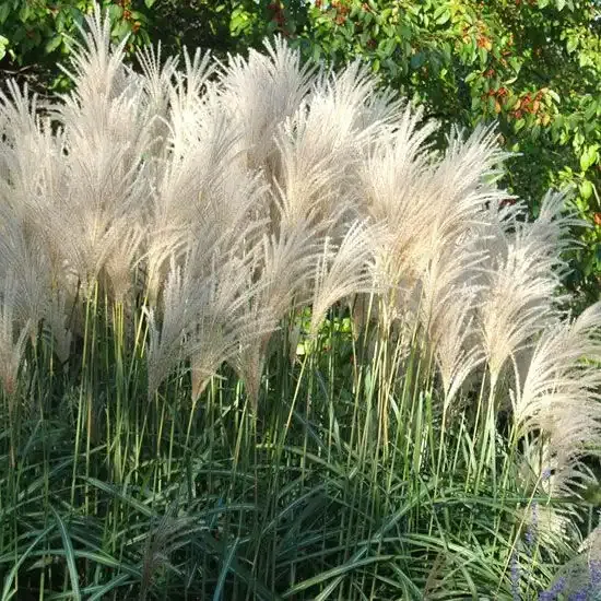 Miskant chiński 'Kleine Fontäne' Miscanthus sinensis