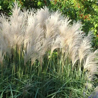 Miskant chiński 'Kleine Fontäne' Miscanthus sinensis