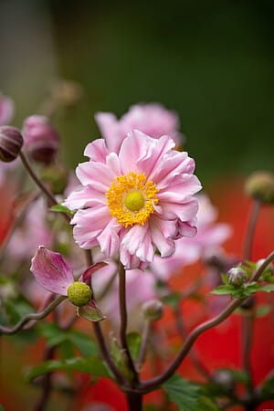 Zawilec 'Garden Breeze Whirlwind Pink' Anemone