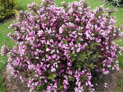 Krzewuszka cudowna 'Victoria' Weigela florida