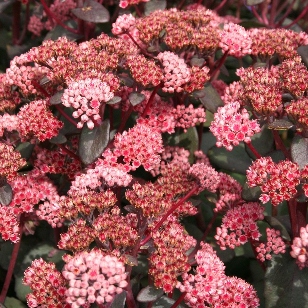 Rozchodnik 'Red Sparkle' Sedum hybrida