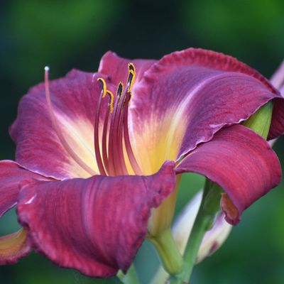Liliowiec 'Stella in Purple' Hemerocalis