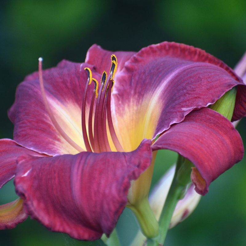 Liliowiec 'Stella in Purple' Hemerocalis