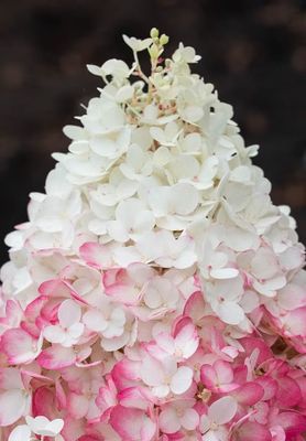 Hortensja bukietowa 'Living Strawberry Blossom'® Hydrangea paniculata