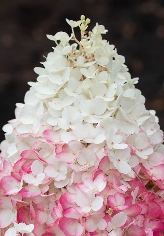 Hortensja bukietowa 'Living Strawberry Blossom'® Hydrangea paniculata