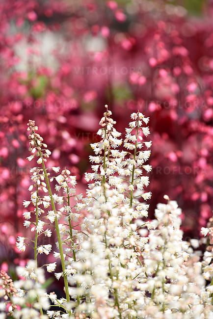 Żuraweczka 'White Revolution' Heucherella hybrida