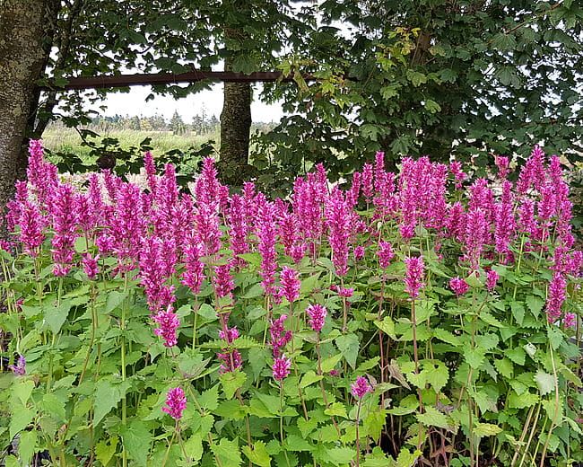 Kłosowiec 'Danish Delight' Agastache hybrida