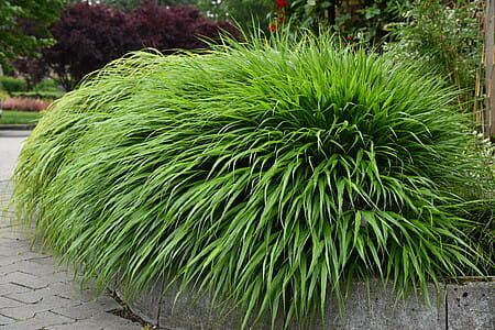 Hakonechloa smukła 'Greenhills' Hakonechloa macra