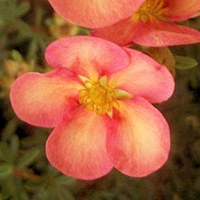 Pięciornik 'Glamour Girl®' Potentilla fruticosa