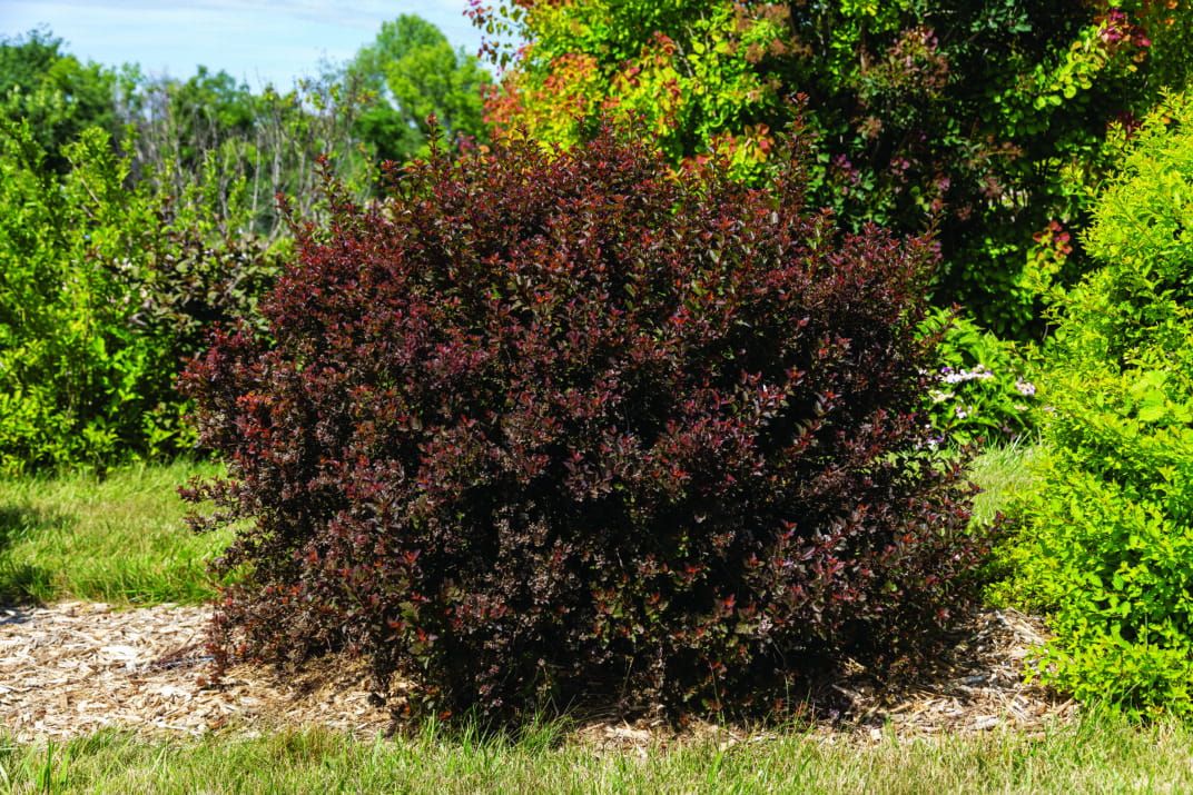 Pęcherznica kalinolistna 'Spicy Devil' Physocarpus opulifolius