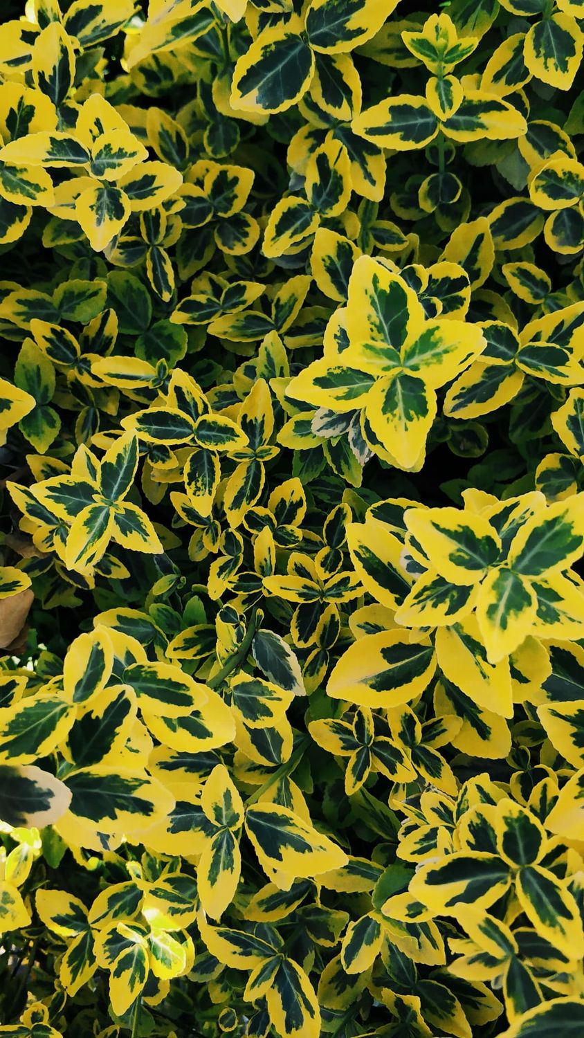 Trzmielina na pniu 'Emerald'n Gold' Euonymus fortunei
