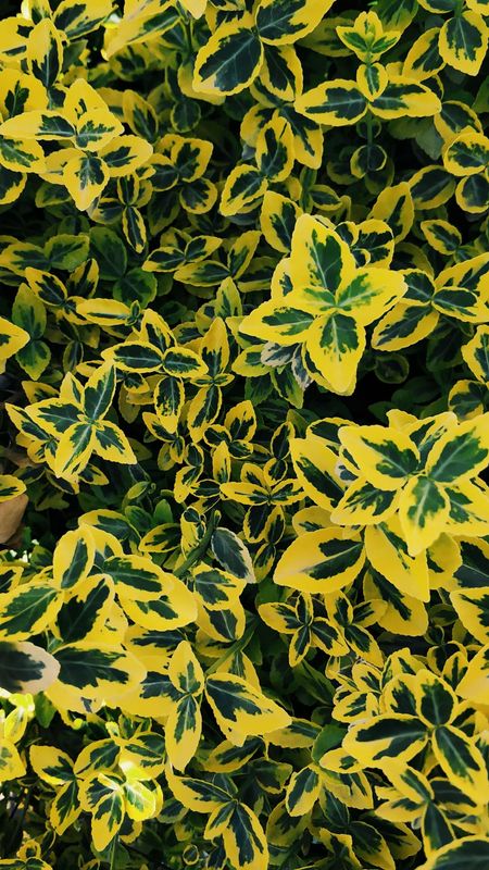 Trzmielina na pniu 'Emerald'n Gold' Euonymus fortunei