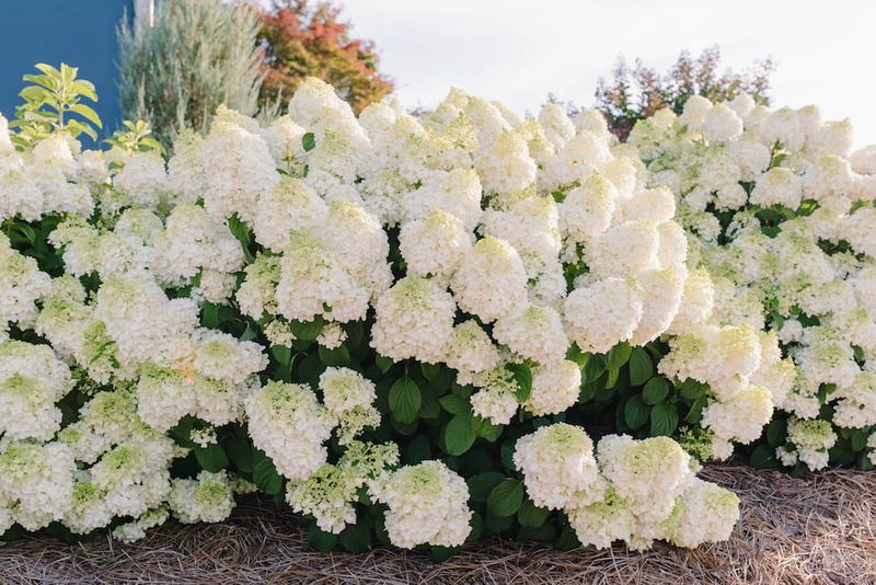Hortensja bukietowa First Editions® 'Little Hottie'® Hydrangea paniculata