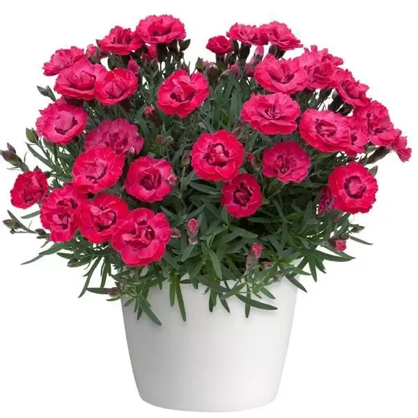 Goździk 'Early Love' Dianthus hybrida