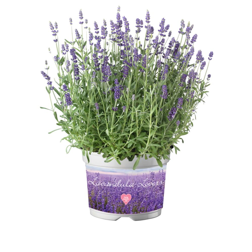 Lawenda wąskolistna 'Ardeche® Blue' Lavendula angustifolia