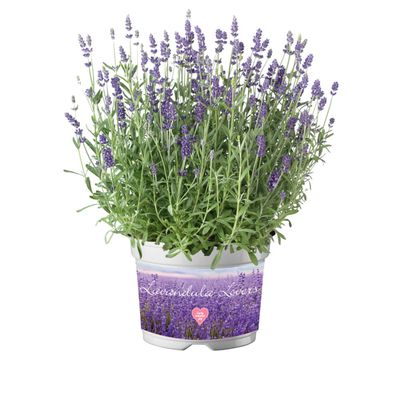 Lawenda wąskolistna 'Ardeche® Blue' Lavendula angustifolia
