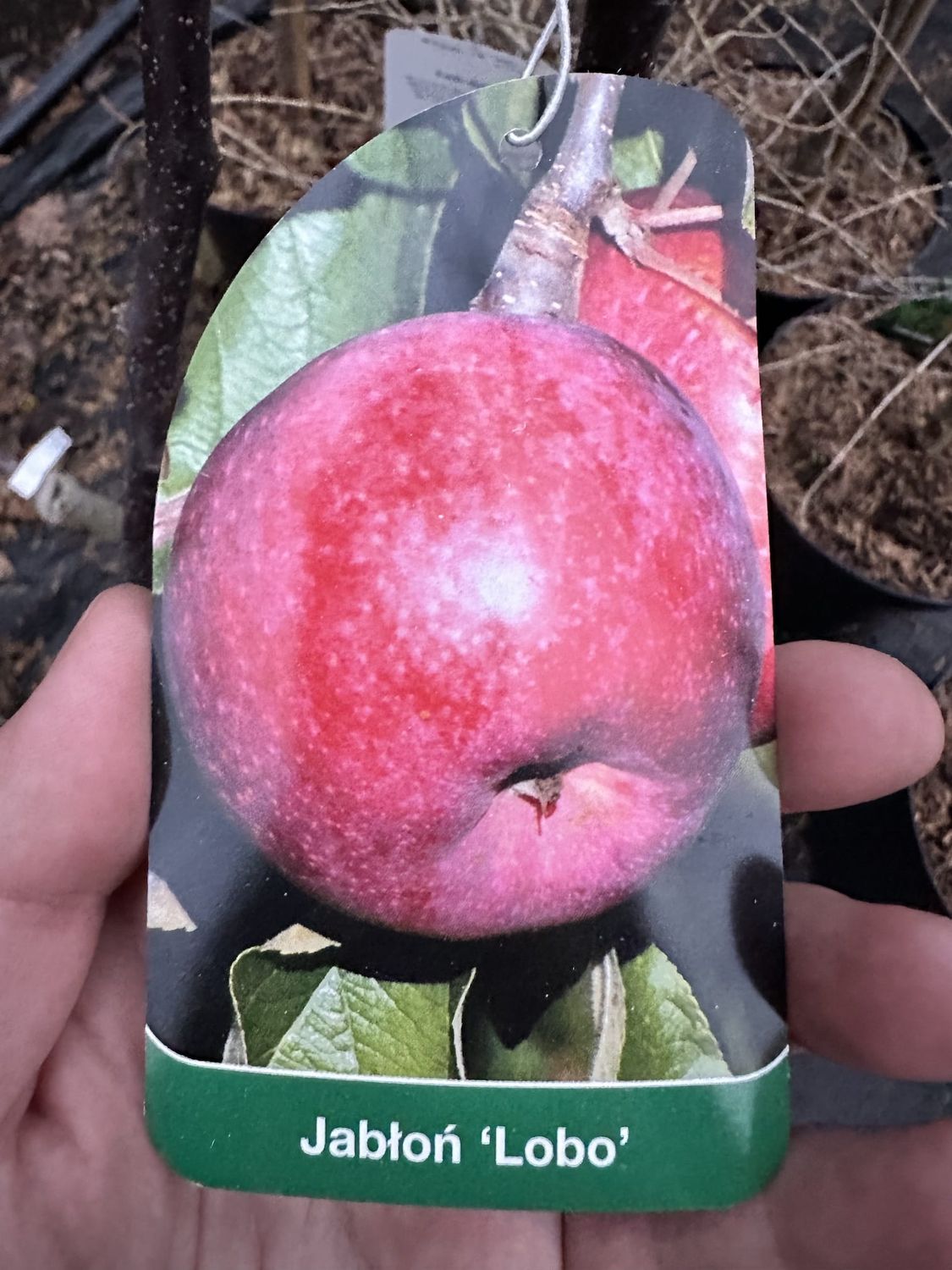 Jabłoń 'Lobo' Malus domestica