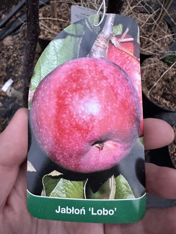 Jabłoń 'Lobo' Malus domestica
