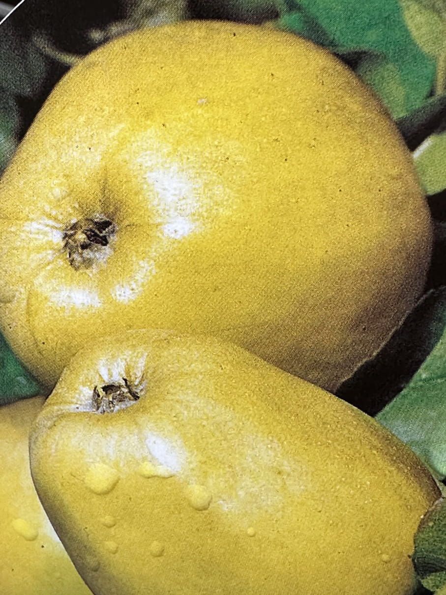 Jabłoń 'Antonówka' Malus domestica