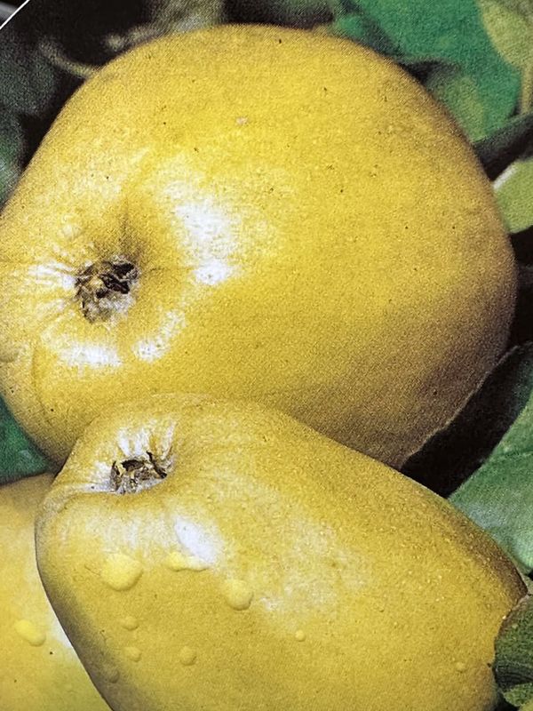 Jabłoń 'Antonówka' Malus domestica