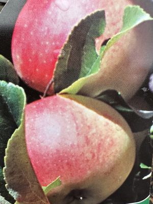 Jabłoń 'Gala' Malus domestica