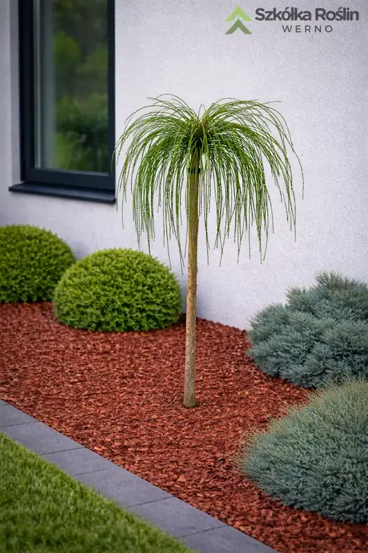 Tuja Żywotnik na pniu 'Whipcord' Thuja plicata