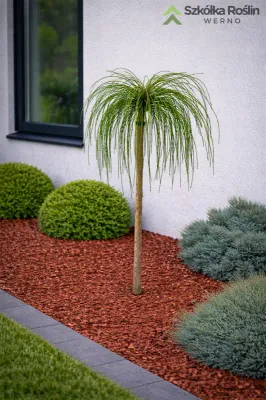 Tuja Żywotnik na pniu 'Whipcord' Thuja plicata