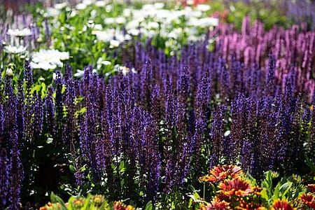 Szałwia omszona 'Midnight Purple' Salvia nemorosa