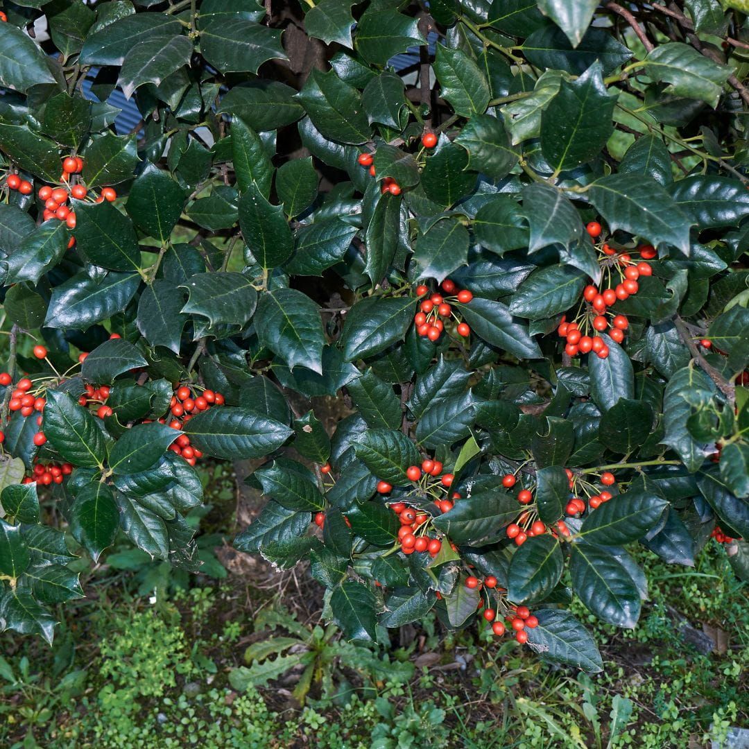 Ostrokrzew 'Blue Princess' Ilex meserveae