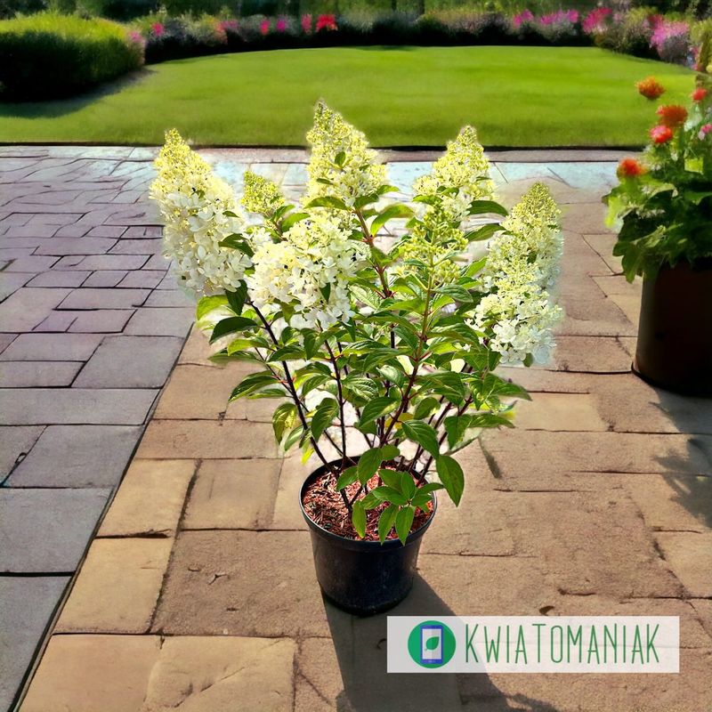 Hortensja bukietowa 'Panorama' Hydrangea paniculata