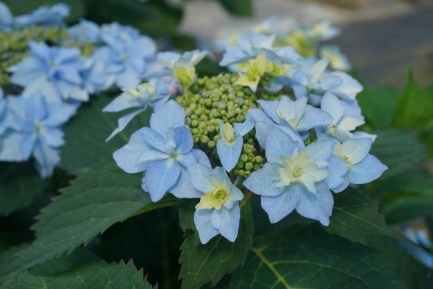 Hortensja piłkowana 'Flair &amp; Flavours® Blue Sprinkles' Hydrangea serrata