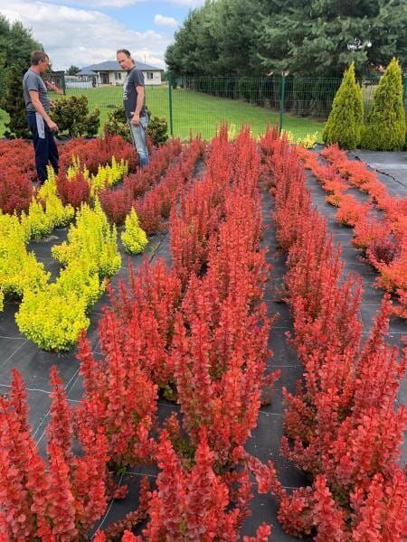 Berberys 'Vulcano' Berberis thunbergii