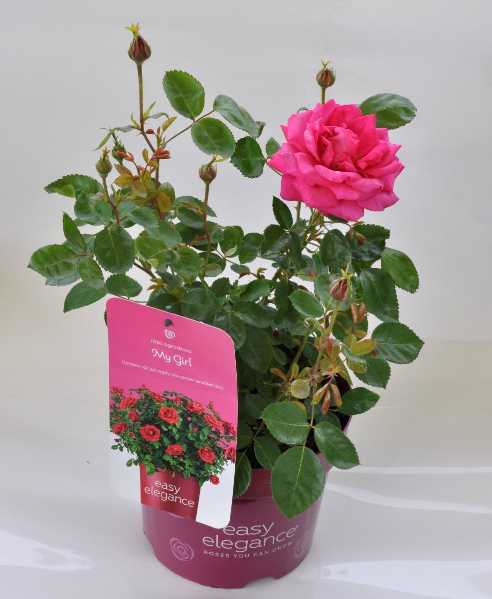 Róża 'Easy Elegance® My Girl' Rosa hybrida