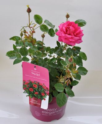 Róża 'Easy Elegance® My Girl' Rosa hybrida