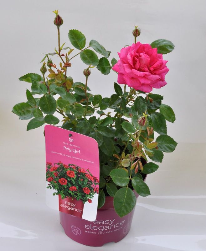 Róża 'Easy Elegance® My Girl' Rosa hybrida