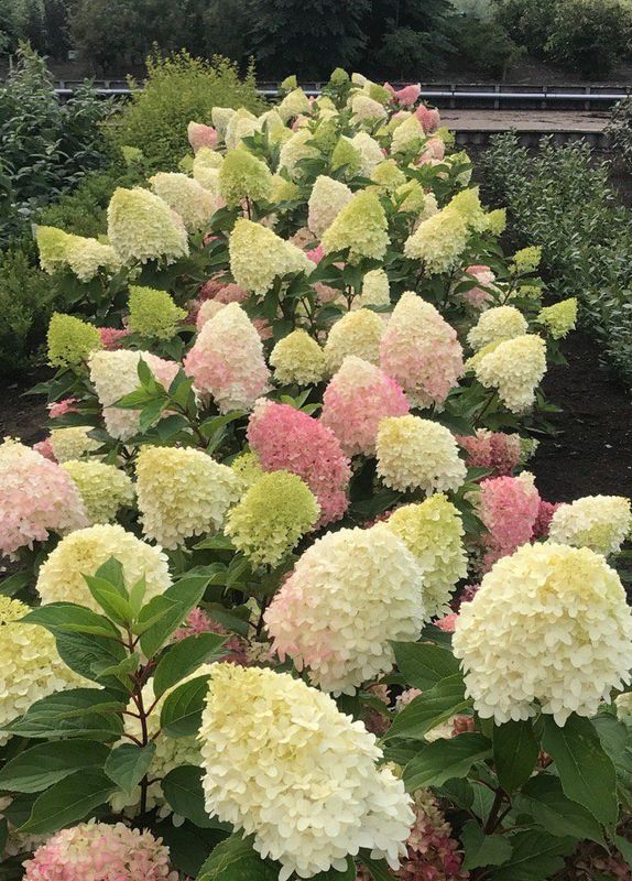 Hortensja bukietowa 'Pinkachu' Hydrangea paniculata
