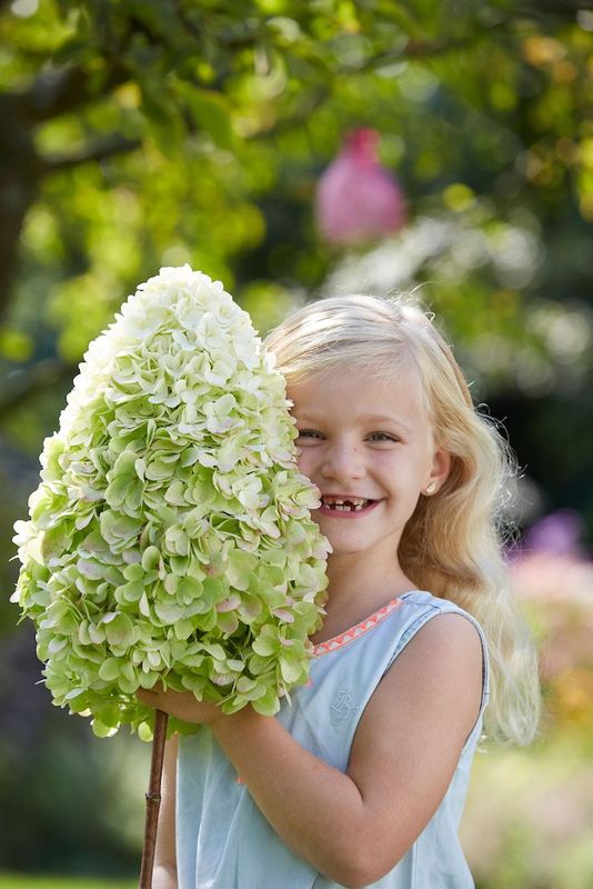 Hortensja bukietowa 'Hercules'® Hydrangea paniculata