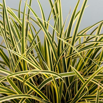 Turzyca 'Vanilla Ice' Carex morrowii