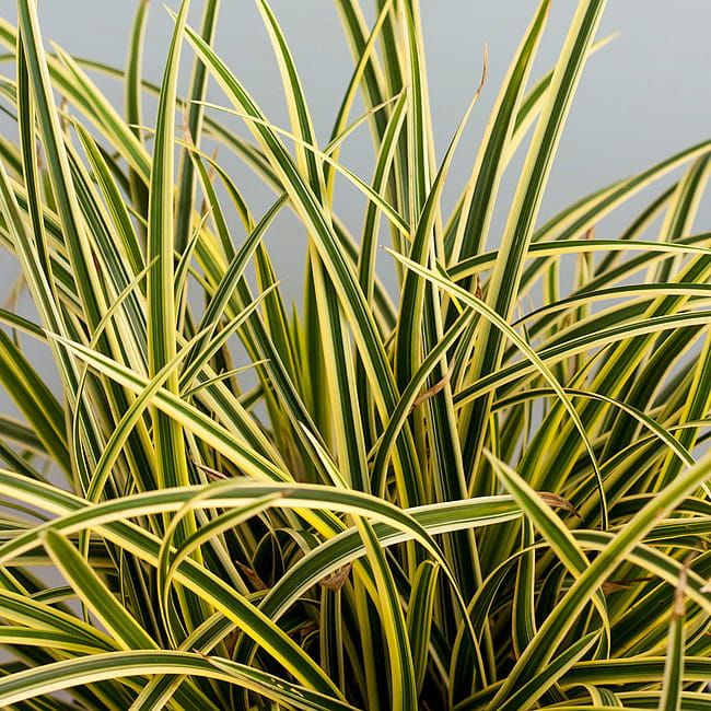Turzyca 'Vanilla Ice' Carex morrowii