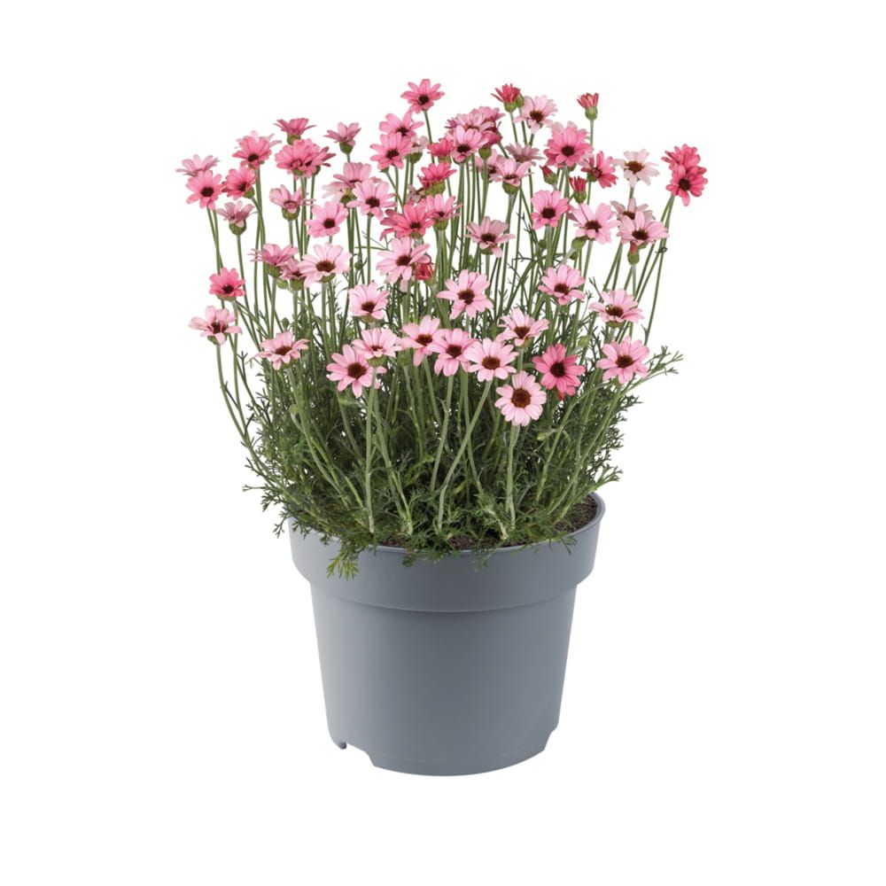 Stokrotka marokańska 'Zagora® Pink' Rhodanthemum hosmariense