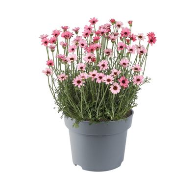 Stokrotka marokańska 'Zagora® Pink' Rhodanthemum hosmariense