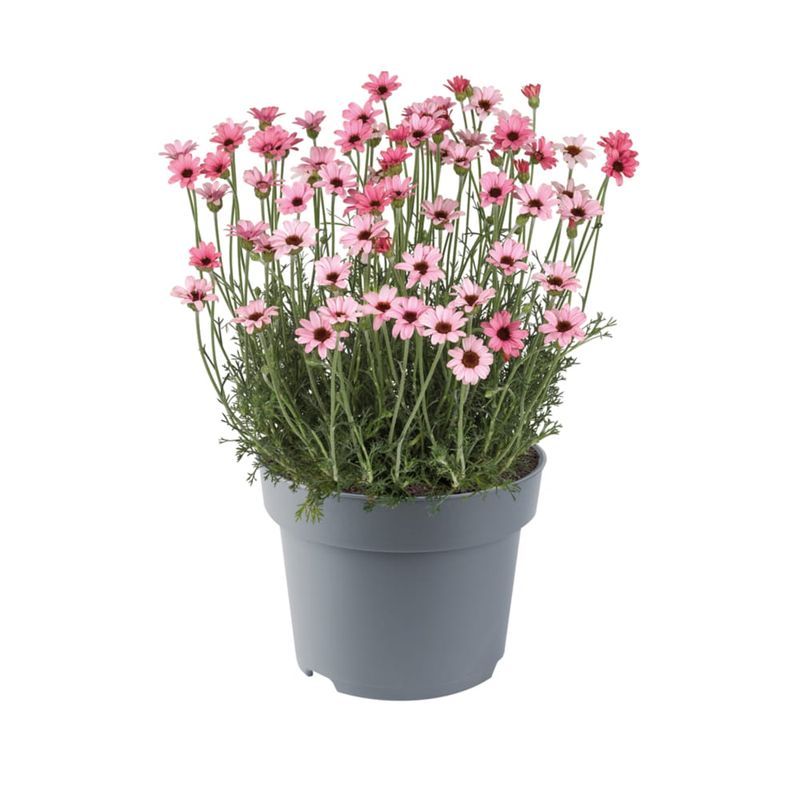 Stokrotka marokańska 'Zagora® Pink' Rhodanthemum hosmariense