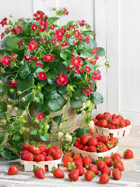 Truskawka pnąca - zwisająca różowo czerwone kwiaty 'Ruby Ann'