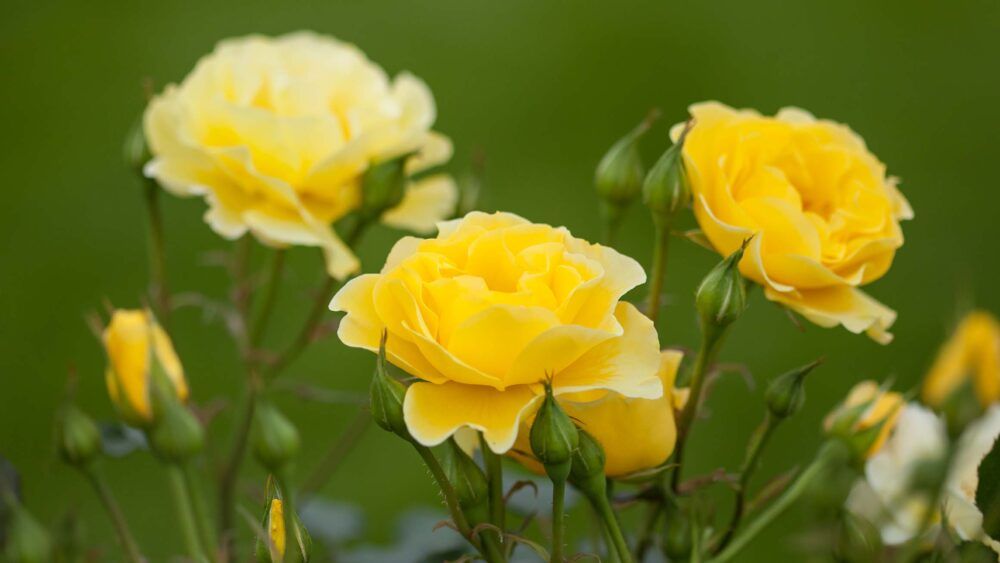 Róża stojąca 'Easy Elegance® Yellow Submarine' Rosa hybrida