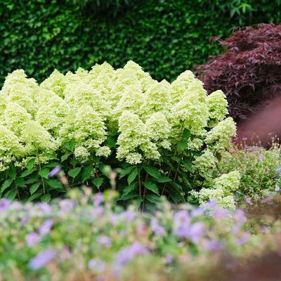 Hortensja bukietowa 'Magical® Lime Sparkle' Hydrangea paniculata