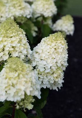 Hortensja bukietowa 'Living Sugar Rush'® Hydrangea paniculata