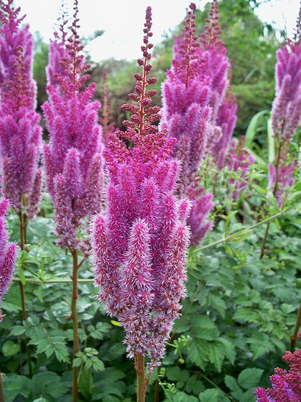Tawułka Arendsa 'Bilberry Cake' Astilbe arendsa