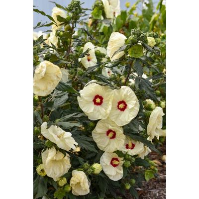 Hibiscus bagienny 'Summerfic® French Vanilla' Hibiscus moscheutos
